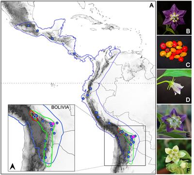 Evolutionary relationships, hybridization and diversification under domestication of the locoto chile (Capsicum pubescens) and its wild relatives